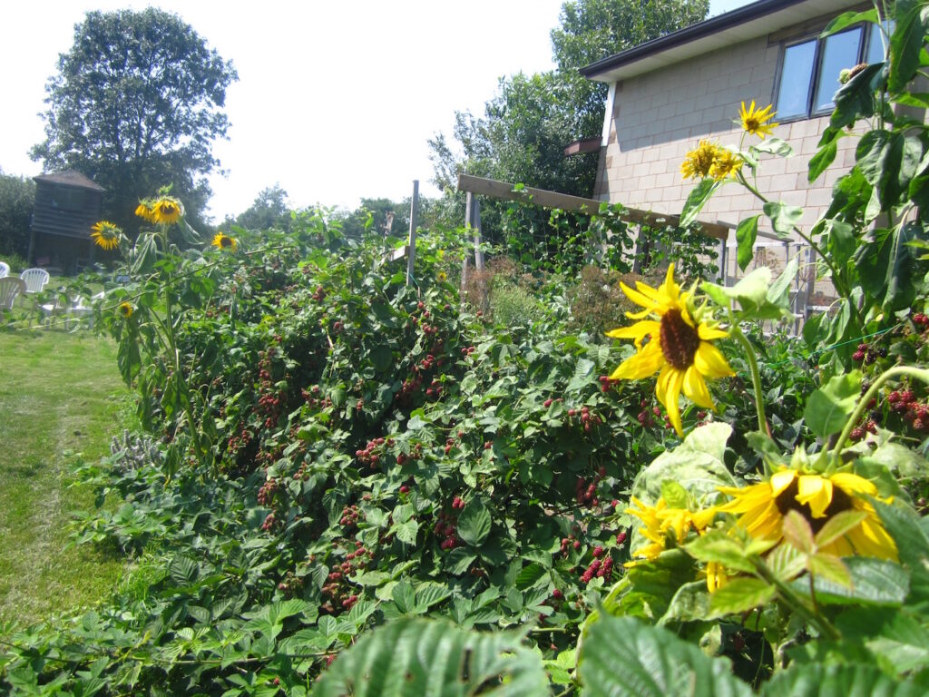 Blackberry plants and sunflowers growing like crazy!